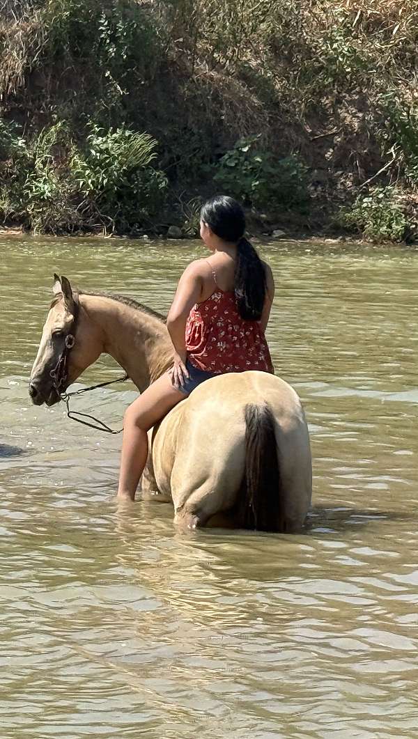 ridden-western-quarter-pony