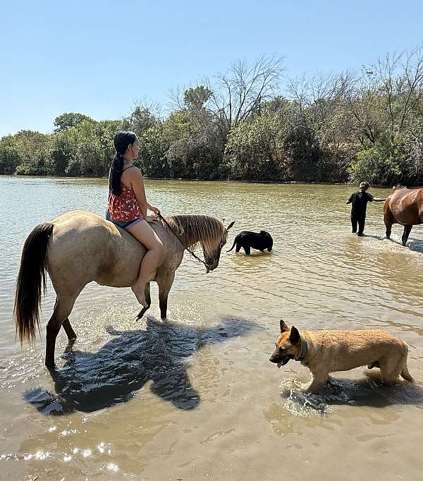 ridden-english-quarter-pony