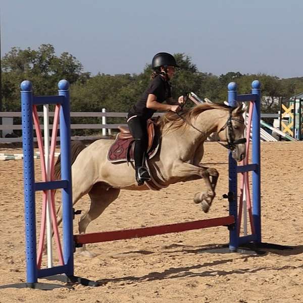 trail-quarter-pony
