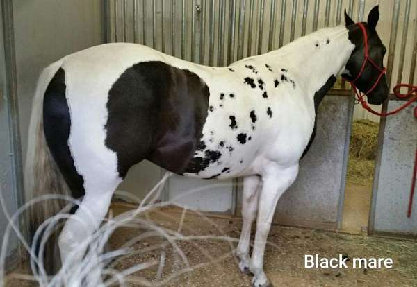 World Champion Producer! Homozygous Black Stallion