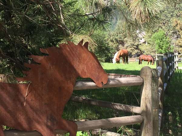 5-bedroom-equine-horse-property