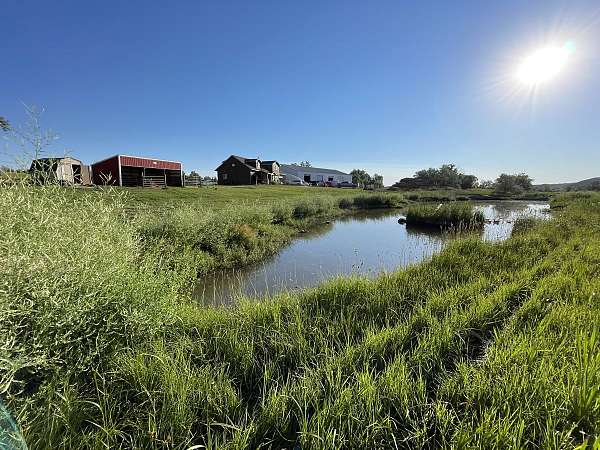 equine-horse-property-in-sheridan-wy