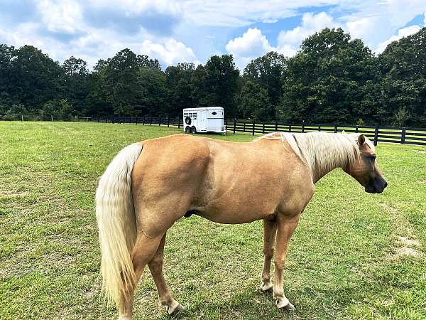 3-bedroom-equine-properties