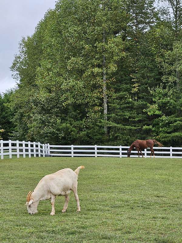 ranch-acreage-with-home