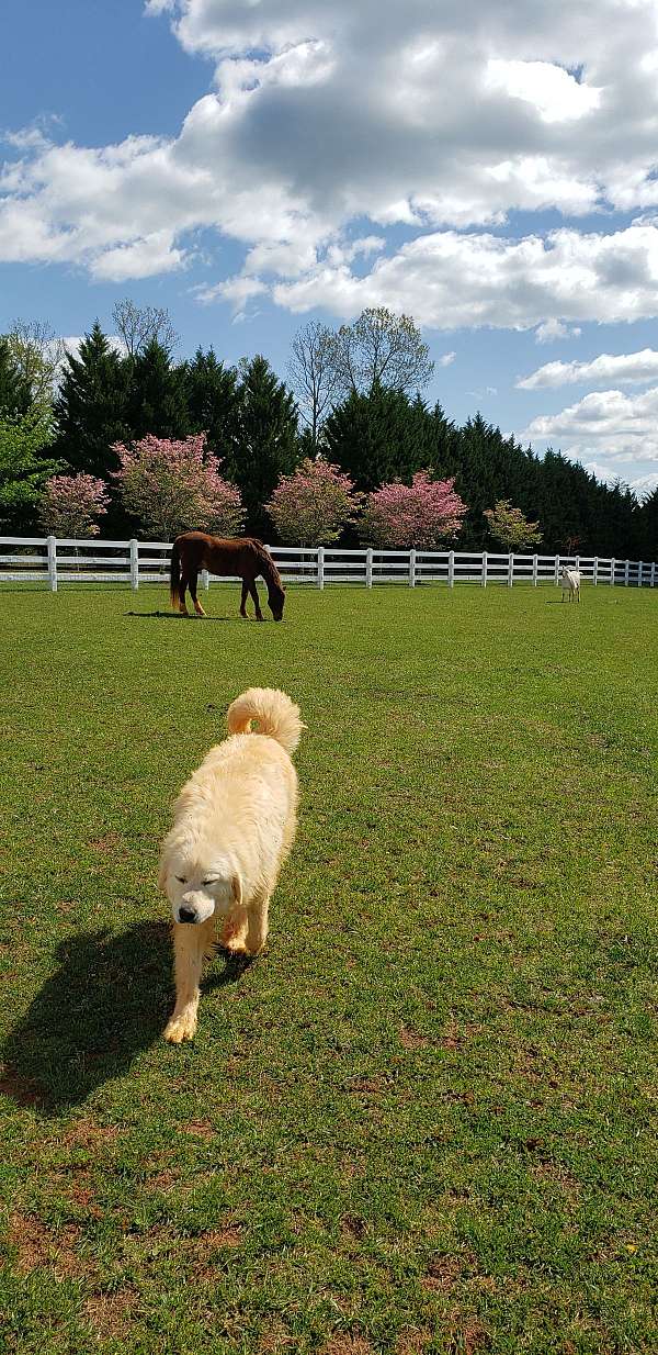 3-bedroom-equine-acreage-with-home