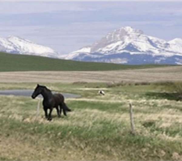 equine-horse-property-in-dupuyer-mt