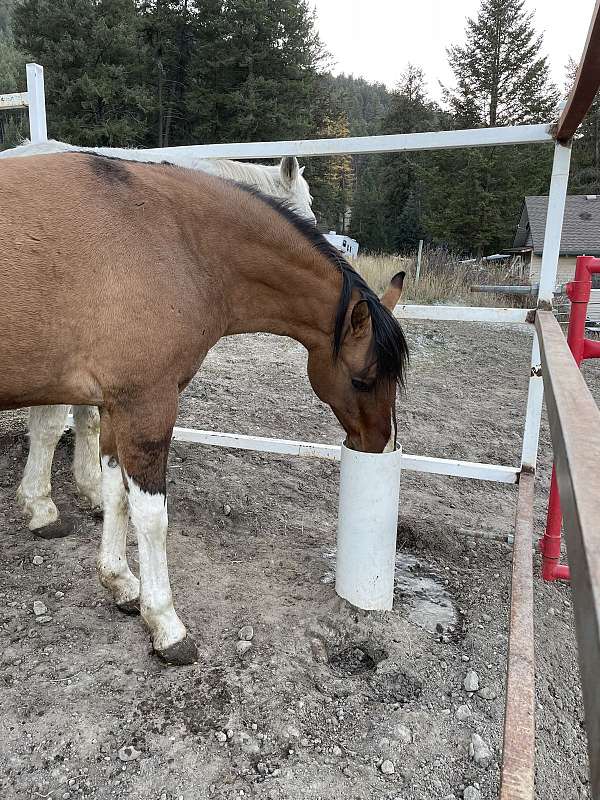 equine-acreage-with-home-in-rock-creek-bc