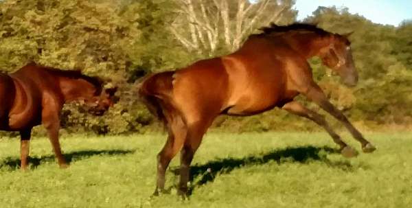 thoroughbred-equine-service-in-springfield-center-ny