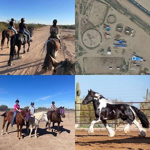 equine-trainers
