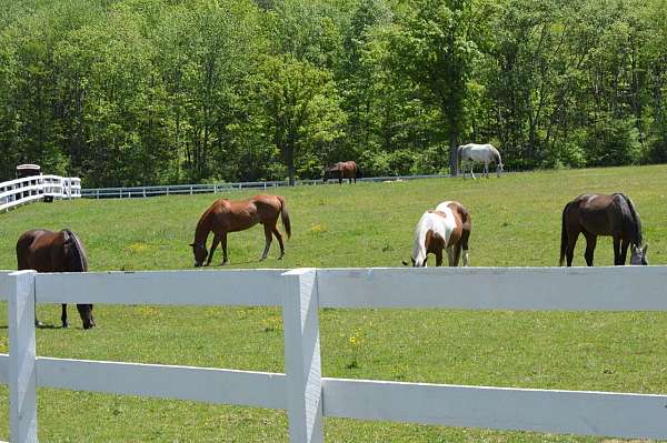 horse-boarding-in-newfoundland-nj