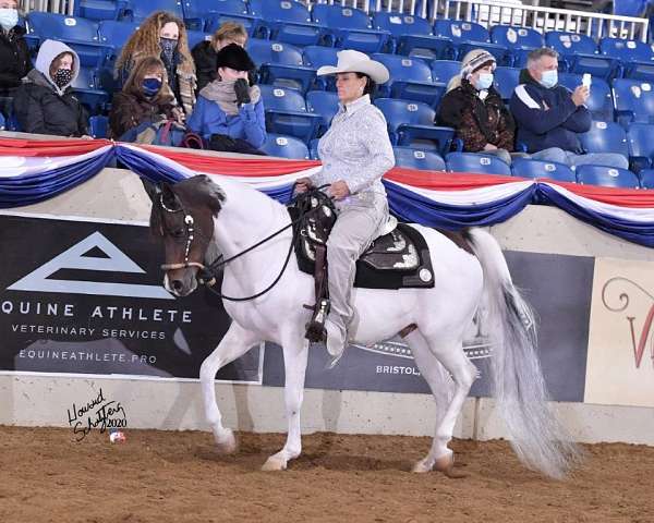 arabian--barrel-racing-horse-equine-service