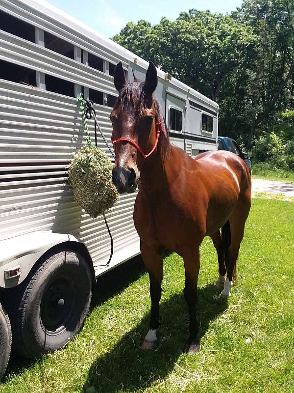 horse-transport-in-illinois