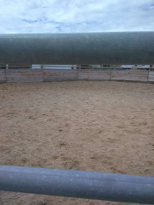 missouri-fox-trotter-equine-boarding