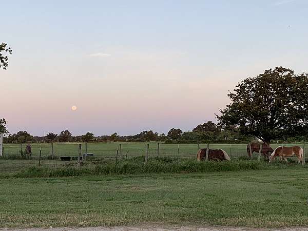 quarter-horse-equine-service-in-stephenville-tx