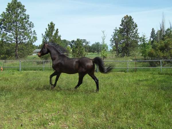 horse-boarding-in-somerset-ca