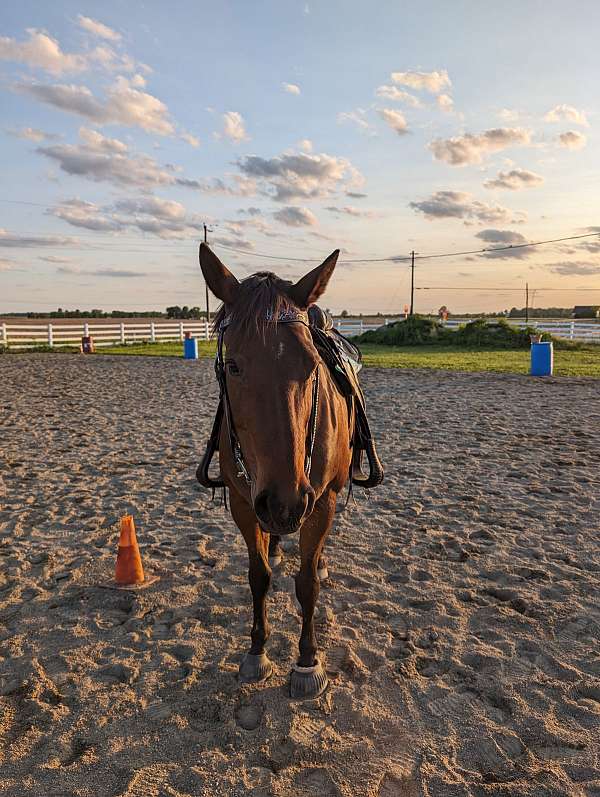 horse-boarding-in-batavia-oh