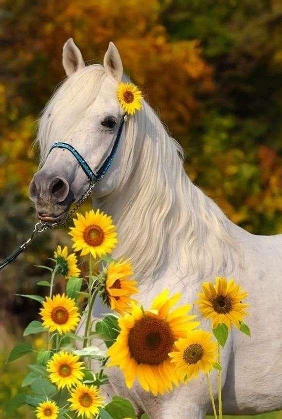 equine-boarding