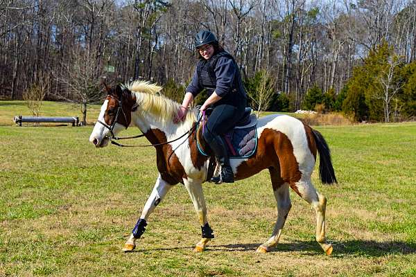 equine-riding-lessons