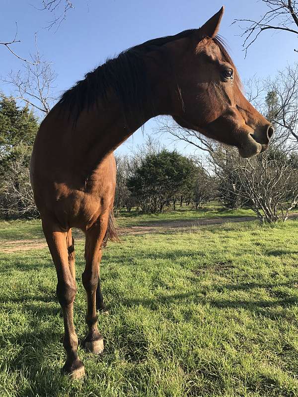 equine-boarding