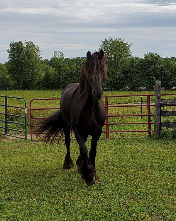 horse-riding-lessons-in-windsor-ky