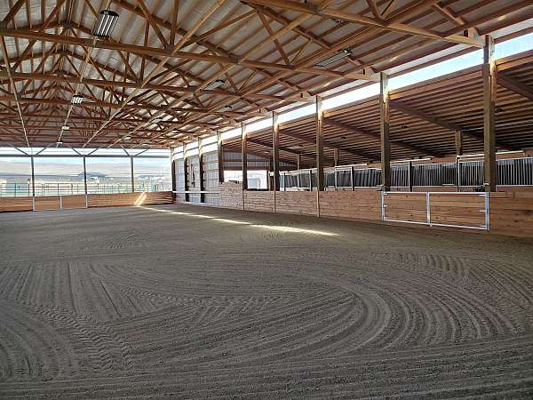 peruvian-equine-service-in-snohomish-wa