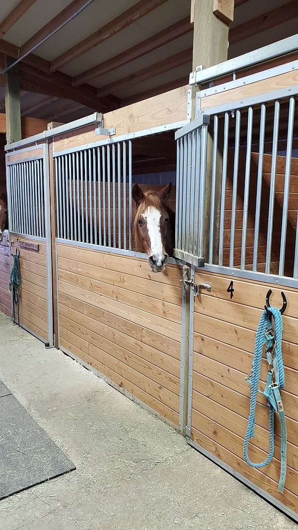peruvian-all-around-horse-equine-service