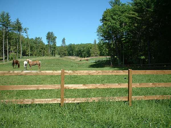 equine-trainers