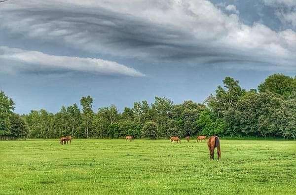 horse-boarding-in-north-sc