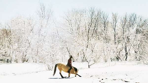 horse-trainers-in-wanamingo-mn