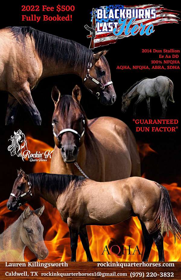 quarter-horse-equine-marketing