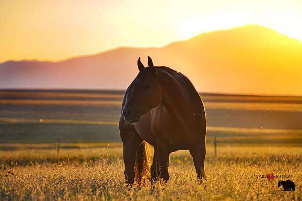 horse-boarding-in-colorado-springs-co