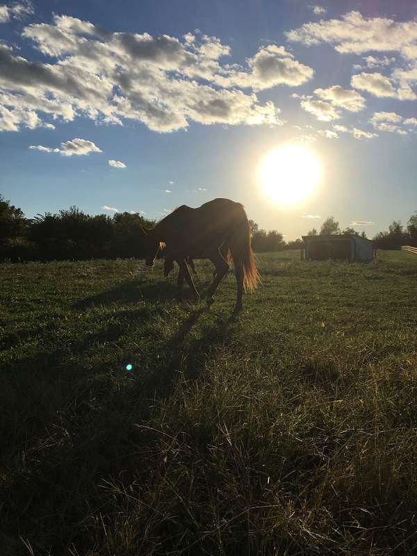 barrel-racing-businesses-in-cicero-in