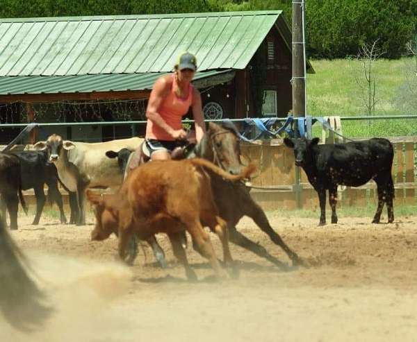 equine-riding-lessons