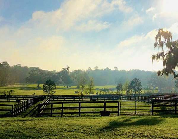 cutting-horse-equine-service