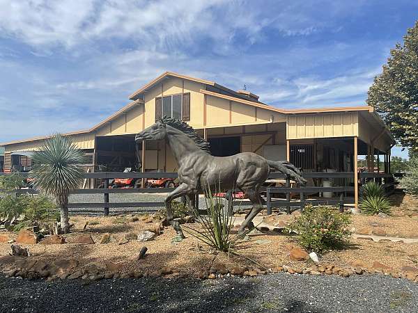 horse-boarding-in-katy-tx