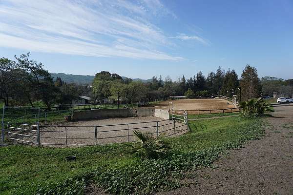 dressage-businesses-in-walnut-creek-ca