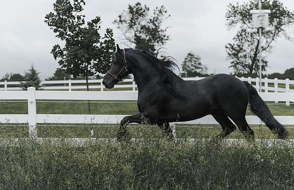 horse-breeders-in-newville-pa