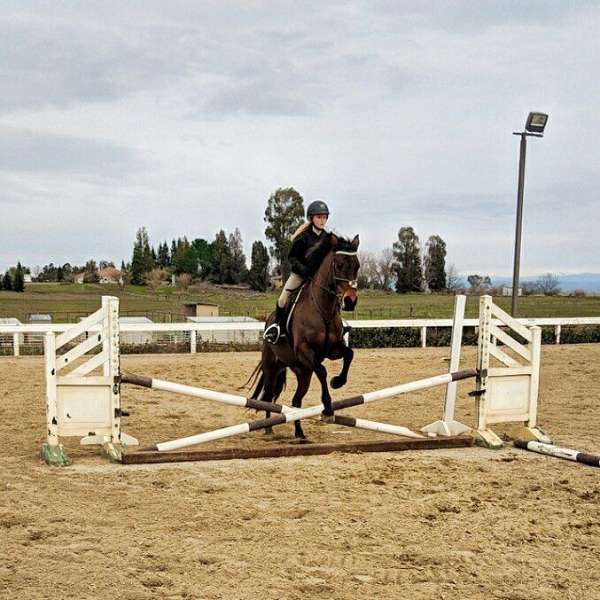 horse-trainers-in-galt-ca