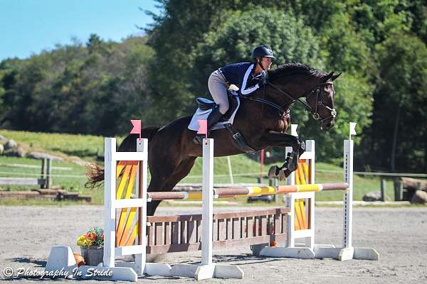 equine-riding-lessons