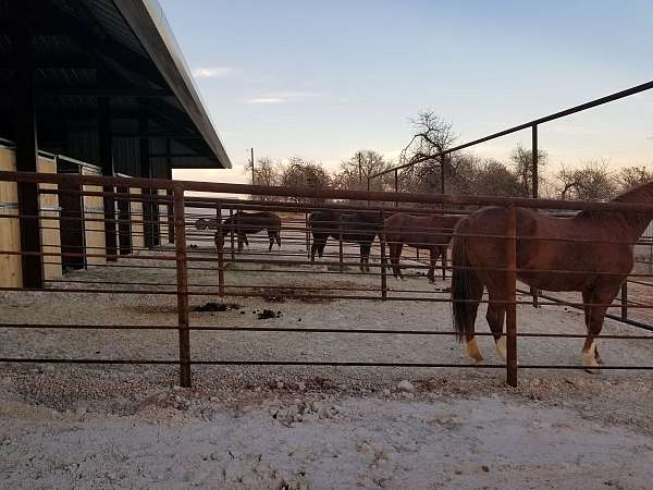 horse-boarding-in-poolville-tx