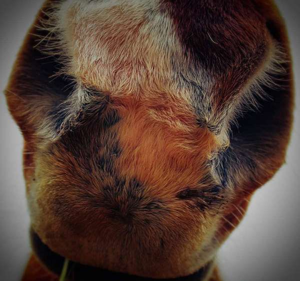 eventing-horse-photography