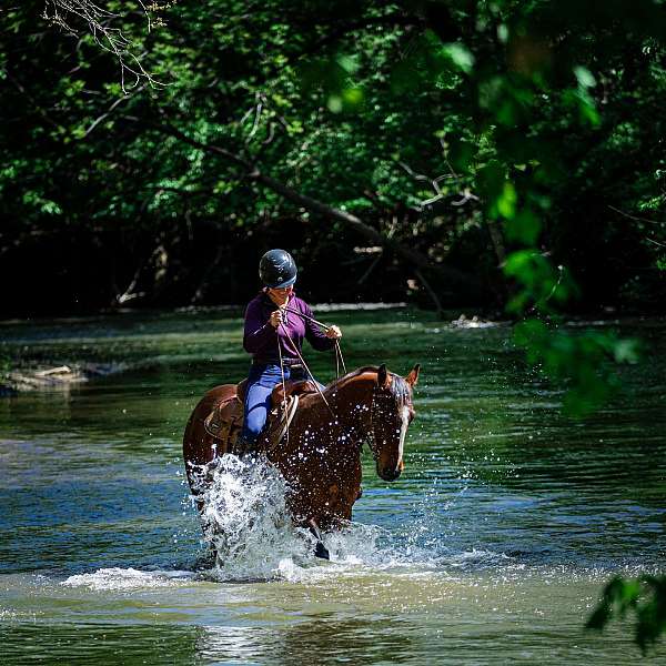 dressage-businesses-in-sheridan-il