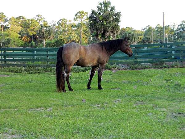 equine-boarding