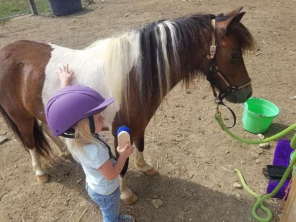 miniature-equine-riding-lessons