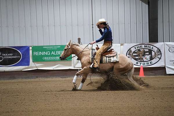 quarter-horse-equine-service-in-prince-george-bc