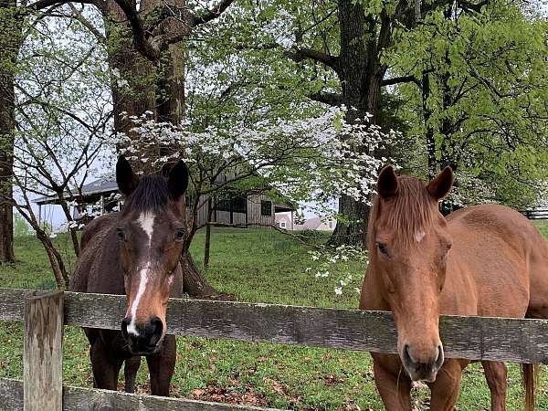 equine-boarding