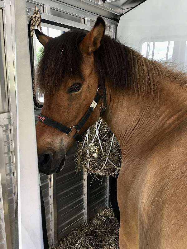 horse-transport-in-rochester-vt