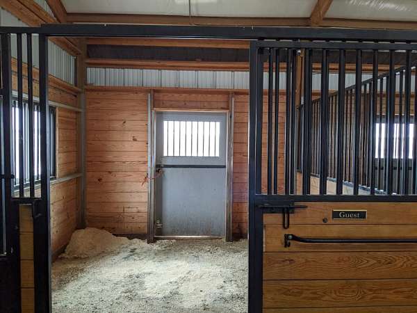 horse-equine-service-businesses-in-elizabeth-co