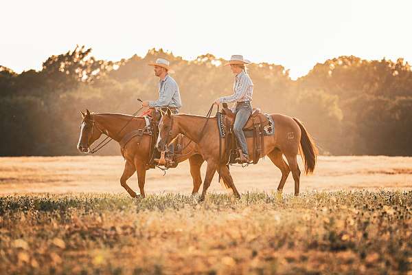 quarter-horse-equine-service-in-wynnewood-ok