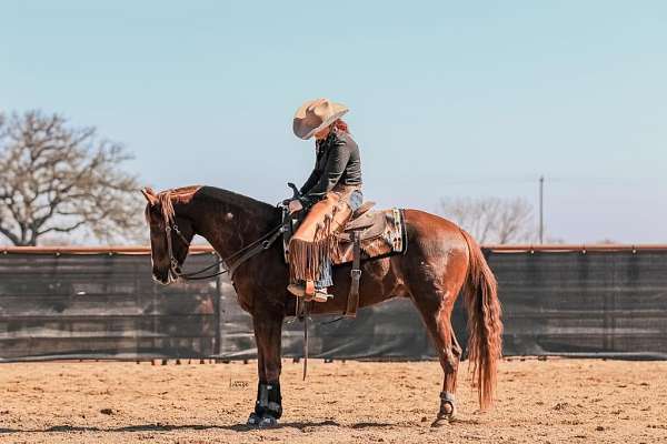 quarter-horse-equine-service-in-shelly-mn